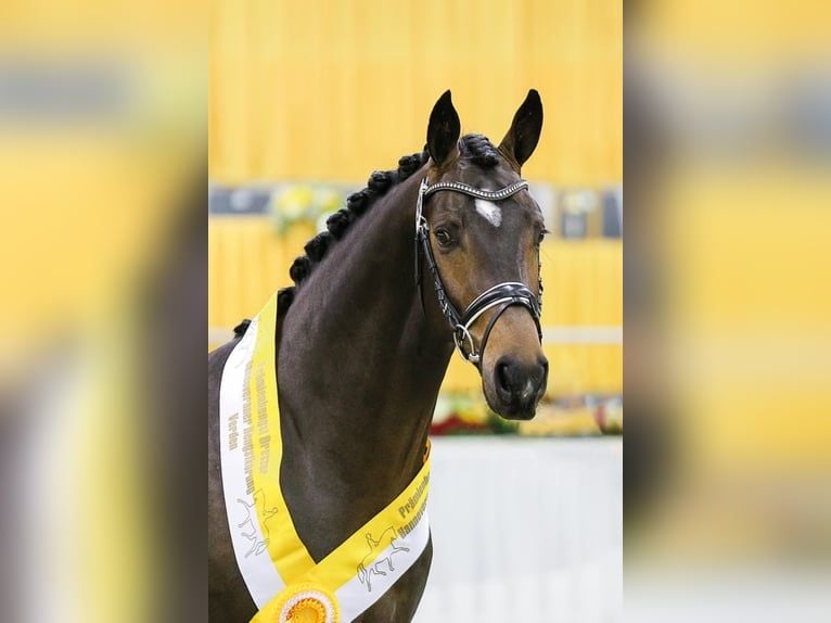 Hannoveraan Hengst veulen (03/2024) 174 cm Schimmel in WesterstedeWesterstede