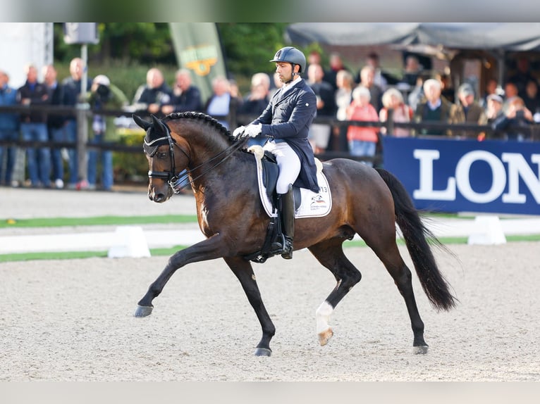 Hannoveraan Hengst veulen (03/2024) 174 cm Schimmel in WesterstedeWesterstede