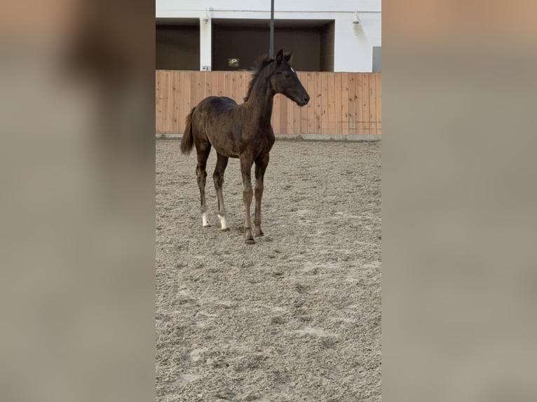 Hannoveraan Hengst Veulen (05/2026) 174 cm Zwart in Ehra-Lessien