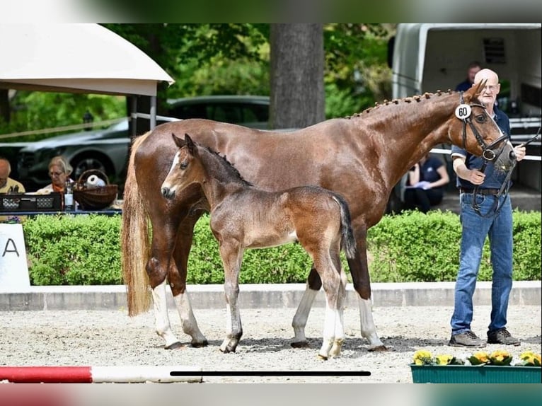 Hannoveraan Hengst veulen (04/2024) 175 cm Bruin in Regesbostel