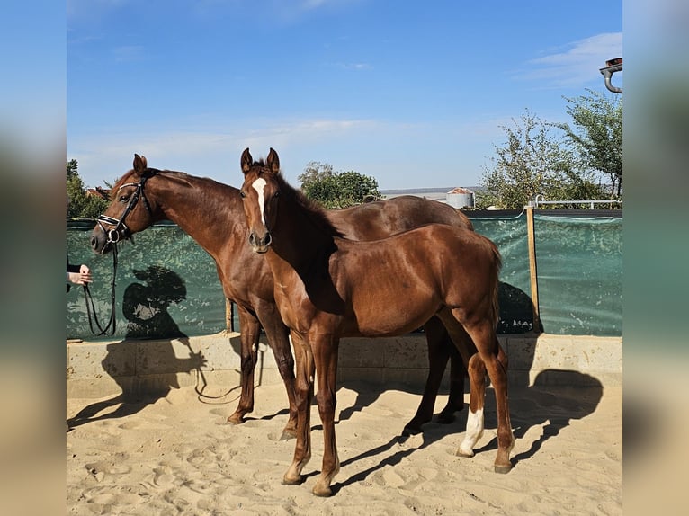 Hannoveraan Hengst Veulen (04/2026) 175 cm Donkere-vos in Jerxheim