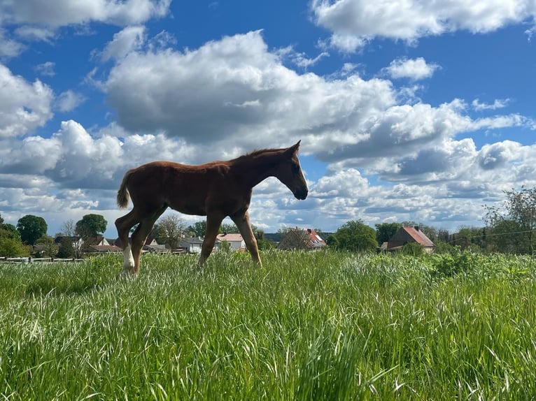 Hannoveraan Hengst veulen (02/2024) 175 cm Vos in Ketzin