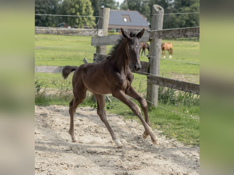 Hannoveraan Hengst Veulen (05/2026) 175 cm Zwart in Großheide