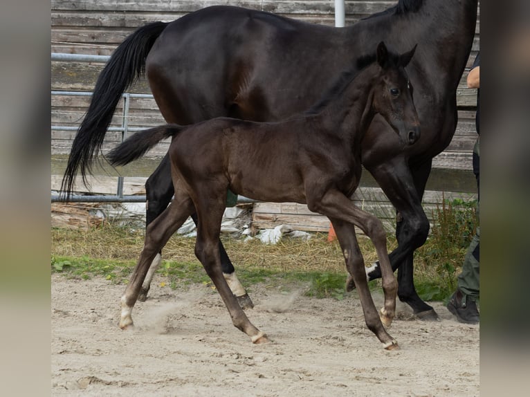Hannoveraan Hengst Veulen (05/2026) 175 cm Zwart in Großheide