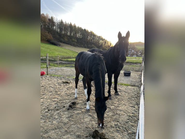 Hannoveraan Hengst Veulen (05/2025) 180 cm Bruin in Bevern