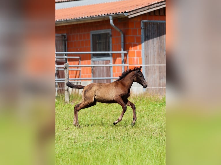 Hannoveraan Hengst  Appelschimmel in Bispingen