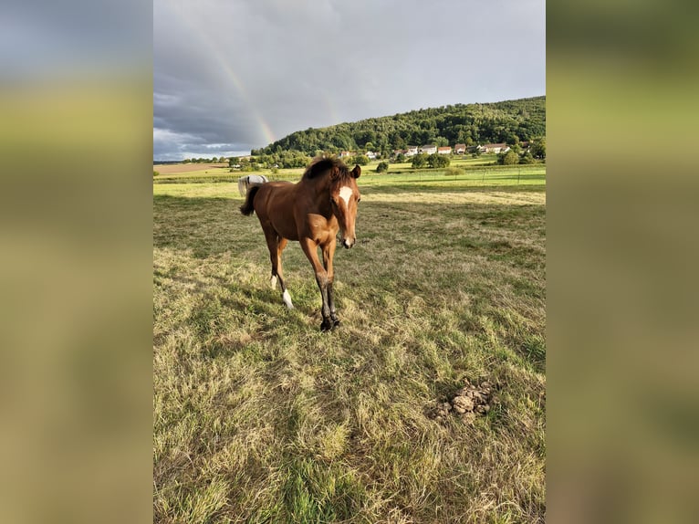 Hannoveraan Hengst Veulen (04/2025) Bruin in Bodenfelde-Wahmbeck