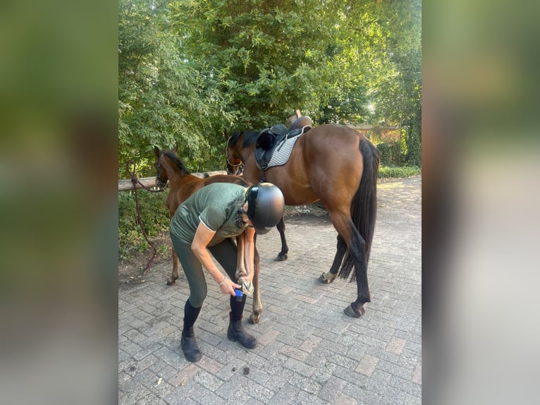 Hannoveraan Hengst  Bruin in Lilienthal