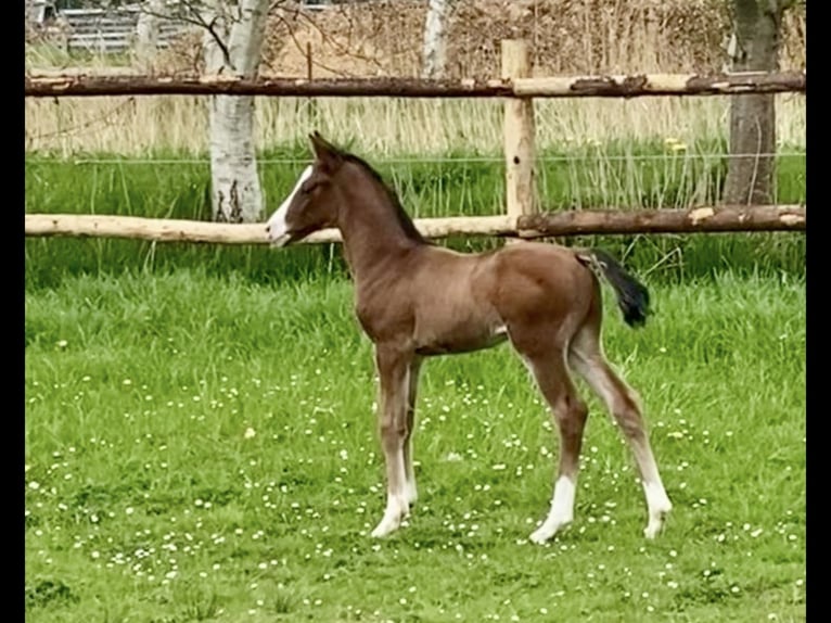 Hannoveraan Hengst  Bruin in Armstorf