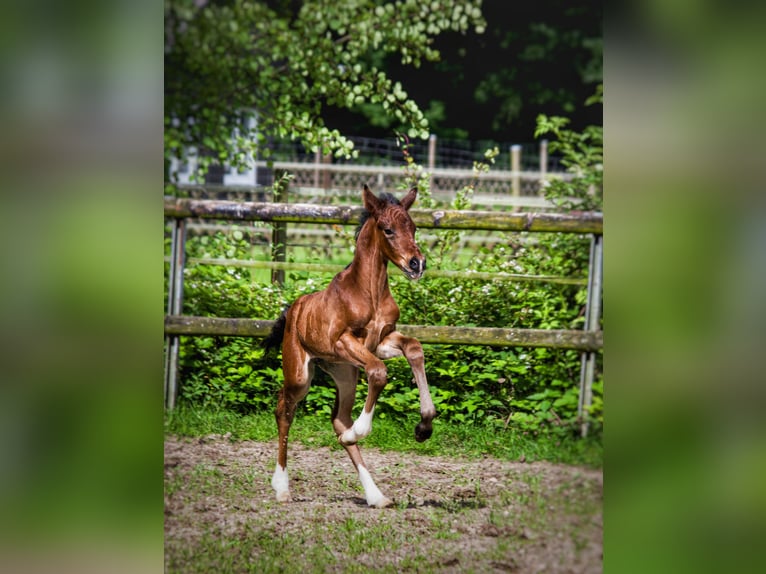 Hannoveraan Hengst  Bruin in Bramsche