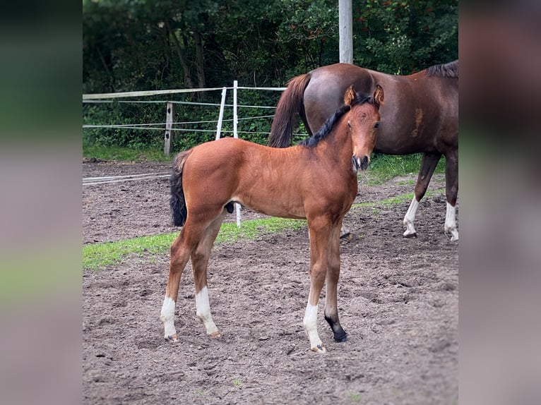 Hannoveraan Hengst  Bruin in Bramsche