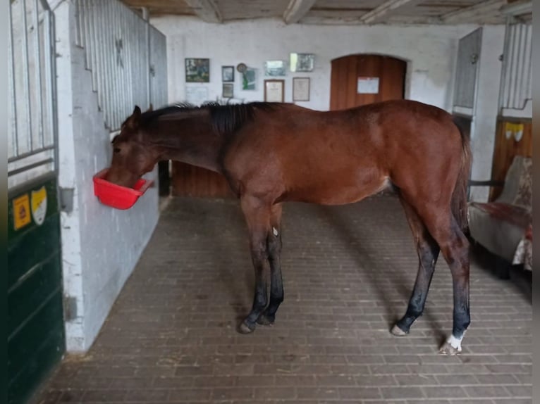 Hannoveraan Hengst veulen (05/2024) Bruin in Rinteln