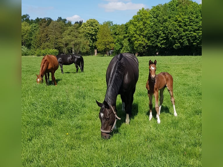 Hannoveraan Hengst  Bruin in Handeloh
