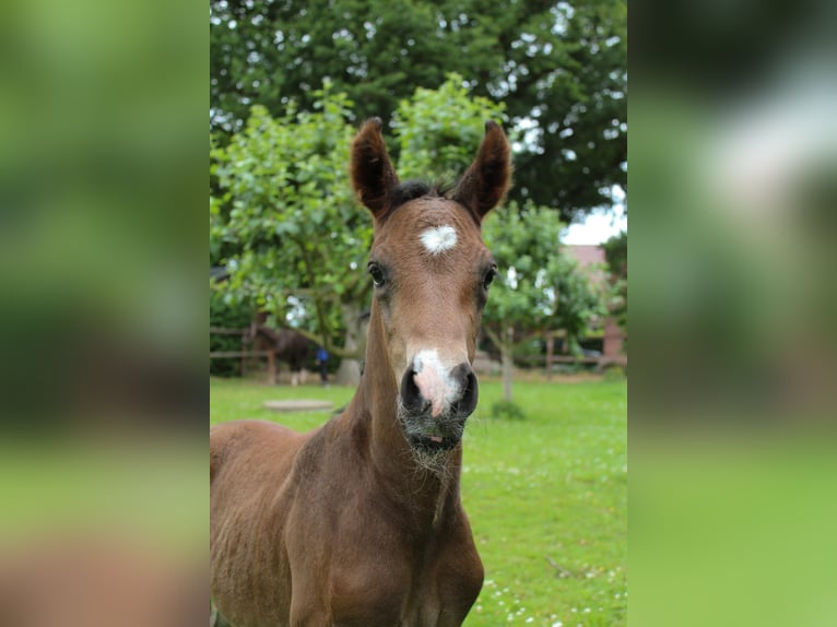 Hannoveraan Hengst  Bruin in Hamersen
