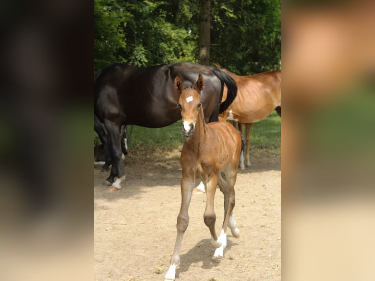 Hannoveraan Hengst  Bruin in Hamersen