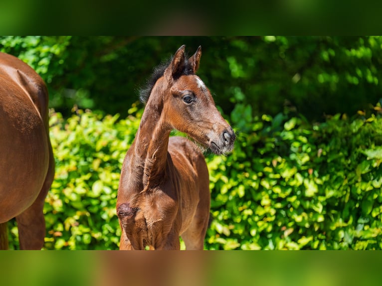 Hannoveraan Hengst  Bruin in Mnchengladbach