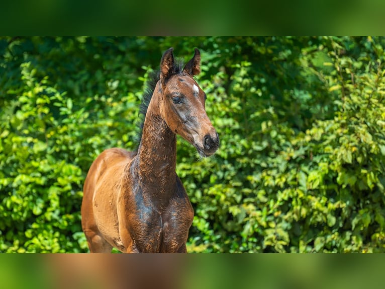 Hannoveraan Hengst veulen (01/2024) Bruin in Mönchengladbach