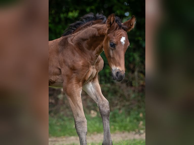 Hannoveraan Hengst  Bruin in Kirchn&#xFC;chelKirchn&#xFC;chel