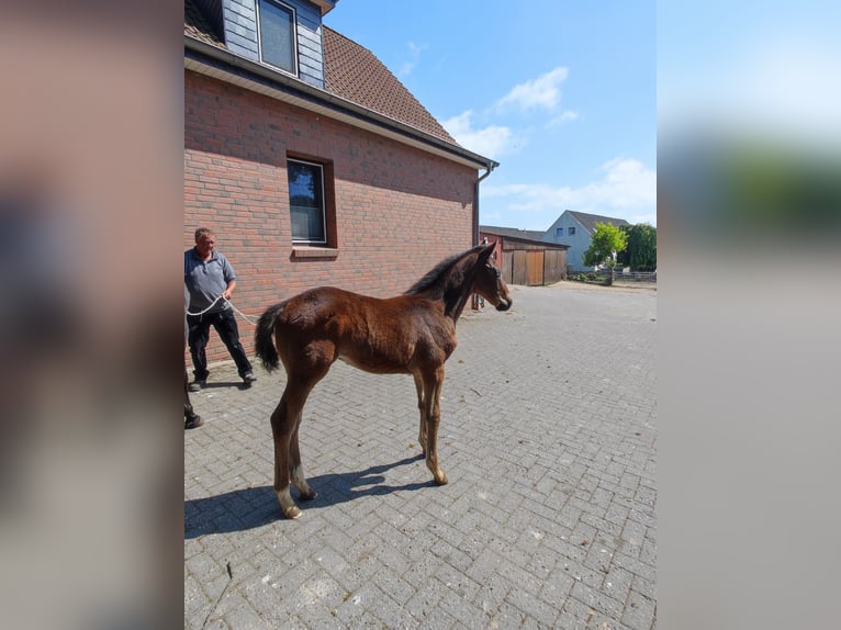 Hannoveraan Hengst  Bruin in Langen