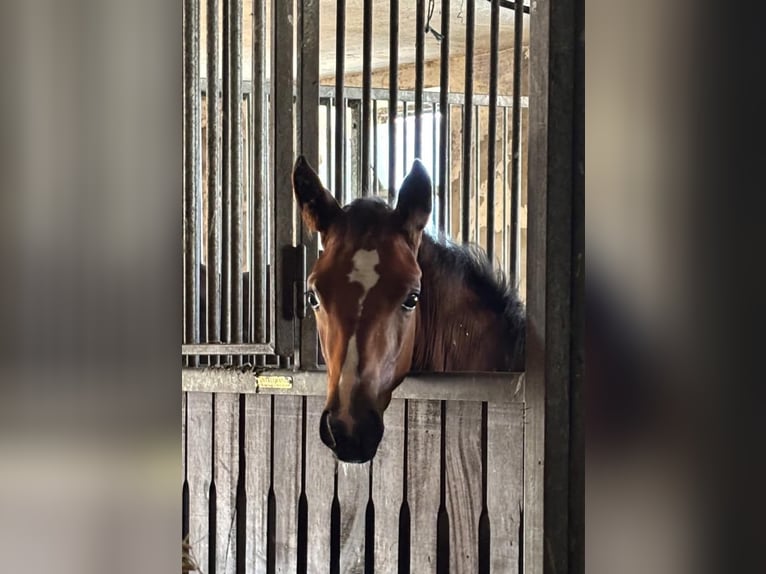 Hannoveraan Hengst Veulen (03/2026) Bruin in Lotte