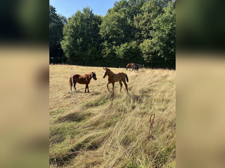 Hannoveraan Hengst Veulen (06/2025) Bruin in Oyten