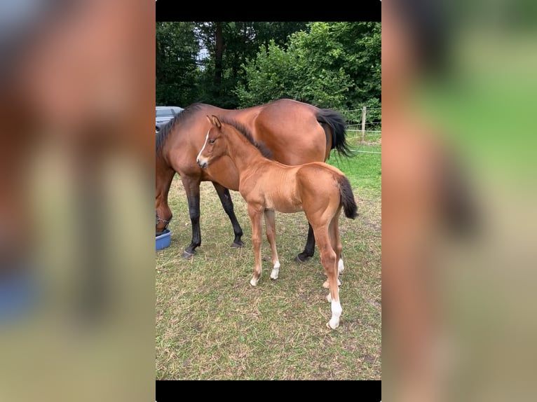 Hannoveraan Hengst Veulen (06/2025) Bruin in Oyten