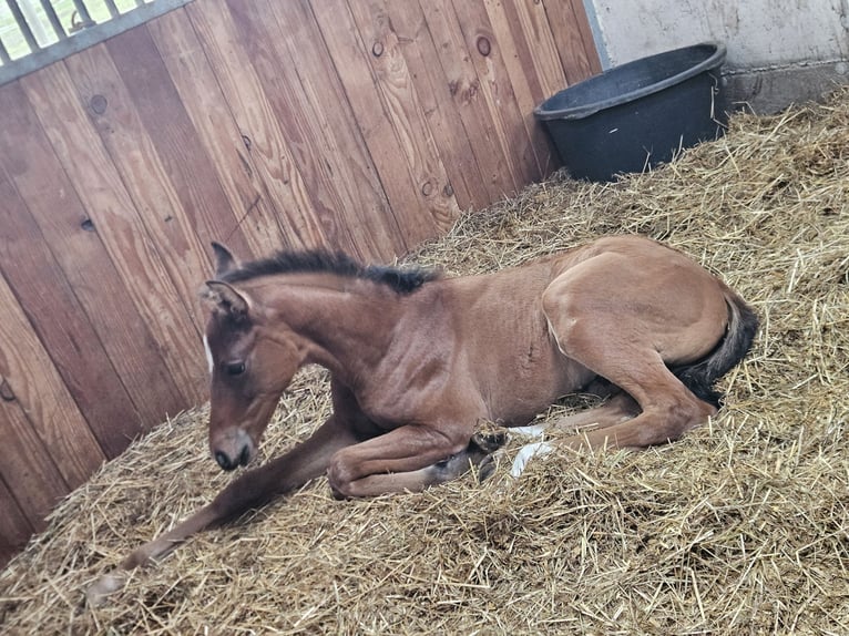 Hannoveraan Hengst  Bruin in Spelle