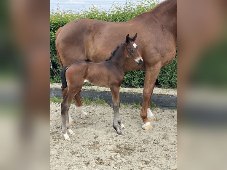 Hannoveraan Hengst veulen (05/2024) Bruin in Rees