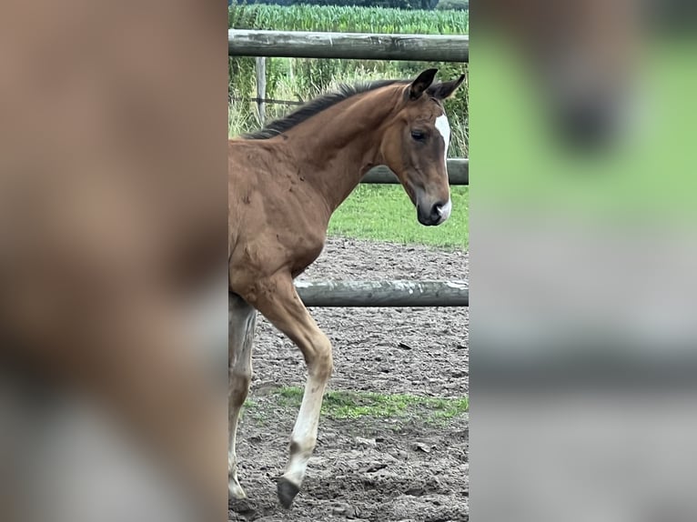 Hannoveraan Hengst veulen (01/2024) Bruin in Wagenfeld