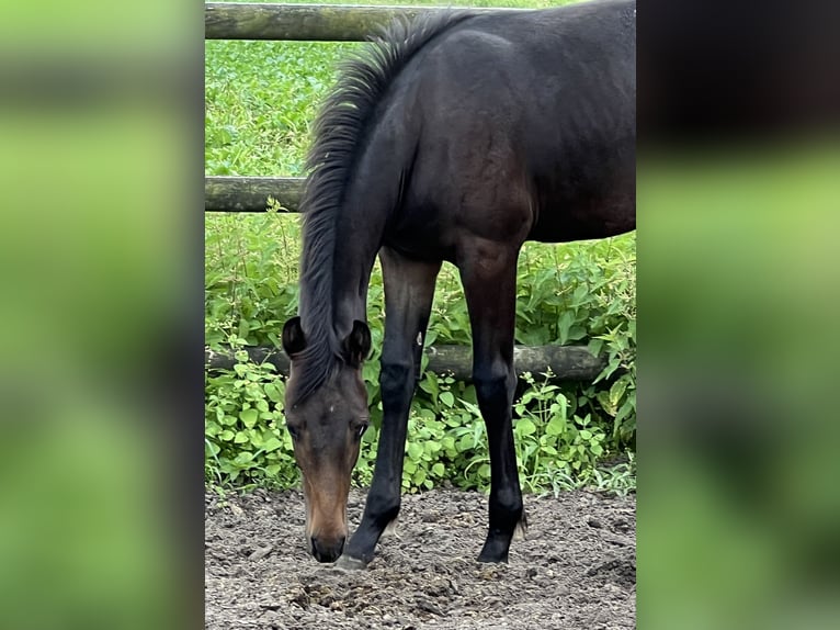 Hannoveraan Hengst veulen (01/2024) Bruin in Wagenfeld