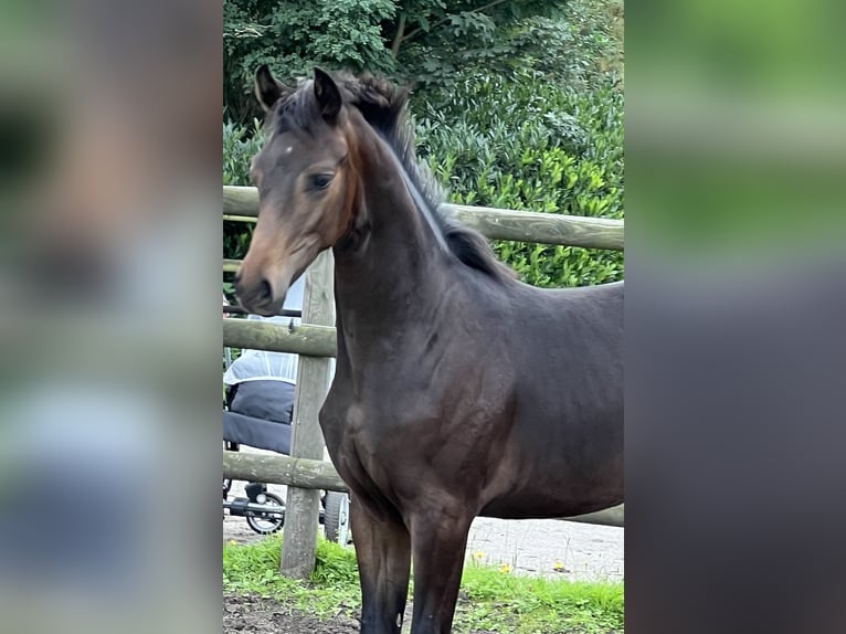 Hannoveraan Hengst veulen (01/2024) Bruin in Wagenfeld