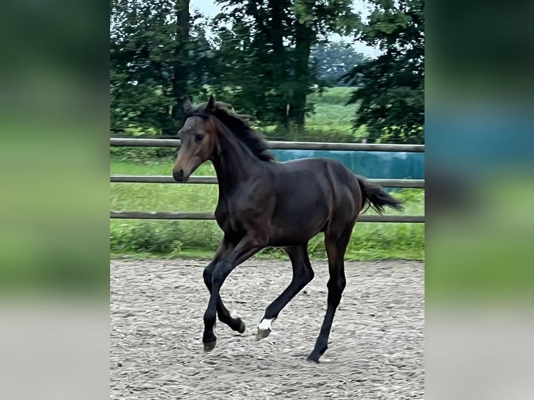 Hannoveraan Hengst veulen (01/2024) Bruin in Wagenfeld