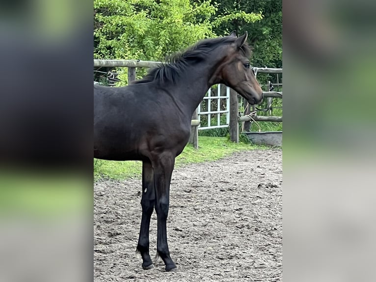 Hannoveraan Hengst veulen (01/2024) Bruin in Wagenfeld