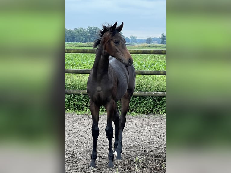 Hannoveraan Hengst veulen (01/2024) Bruin in Wagenfeld