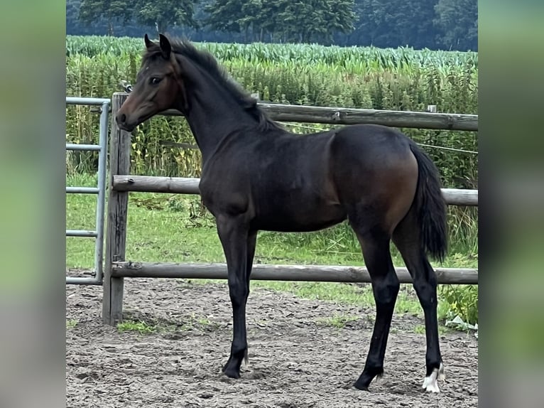 Hannoveraan Hengst veulen (01/2024) Bruin in Wagenfeld