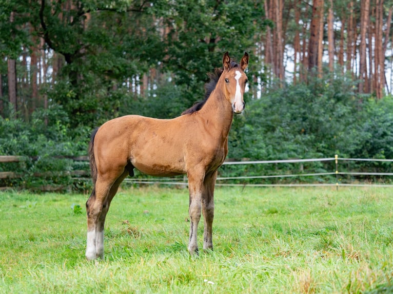 Hannoveraan Hengst veulen (05/2024) Bruin in Winsen (Aller)