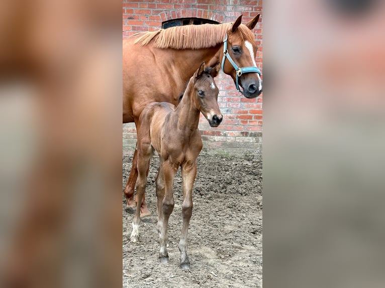 Hannoveraan Hengst veulen (05/2024) Bruin in Winsen (luhe)