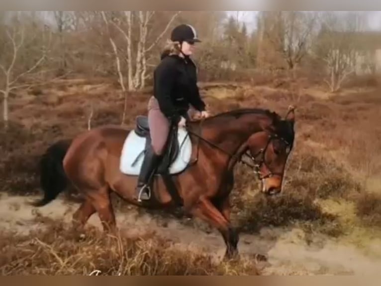 Hannoveraan Hengst Veulen (03/2025) Bruin in Walchum
