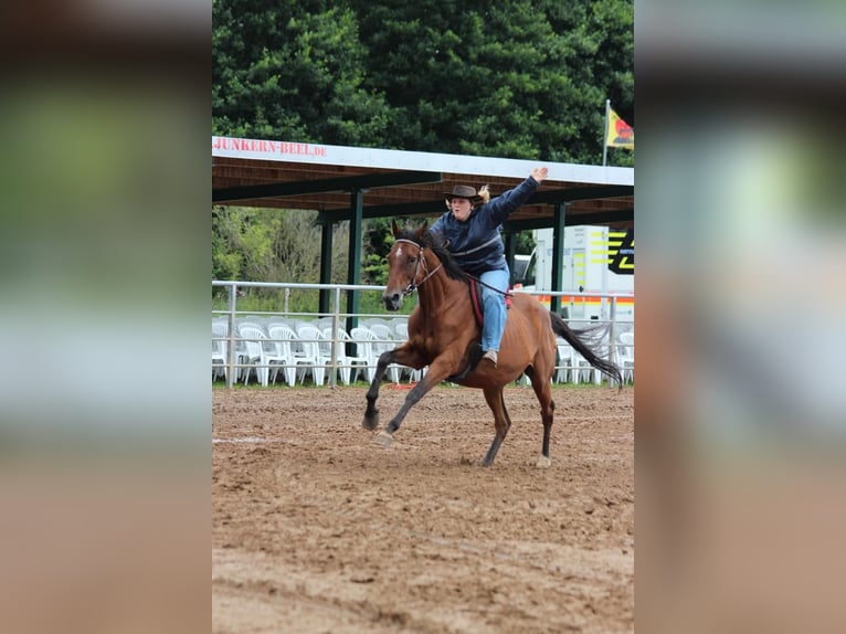 Hannoveraan Hengst Veulen (03/2025) Bruin in Walchum