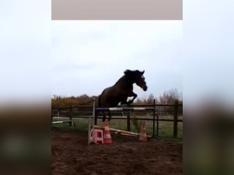 Hannoveraan Hengst Veulen (03/2025) Bruin in Walchum