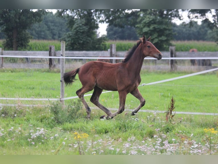 Hannoveraan Hengst Veulen (03/2025) Bruin in Walchum