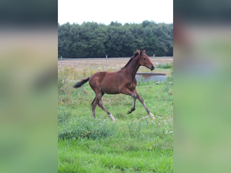 Hannoveraan Hengst Veulen (03/2025) Bruin in Walchum