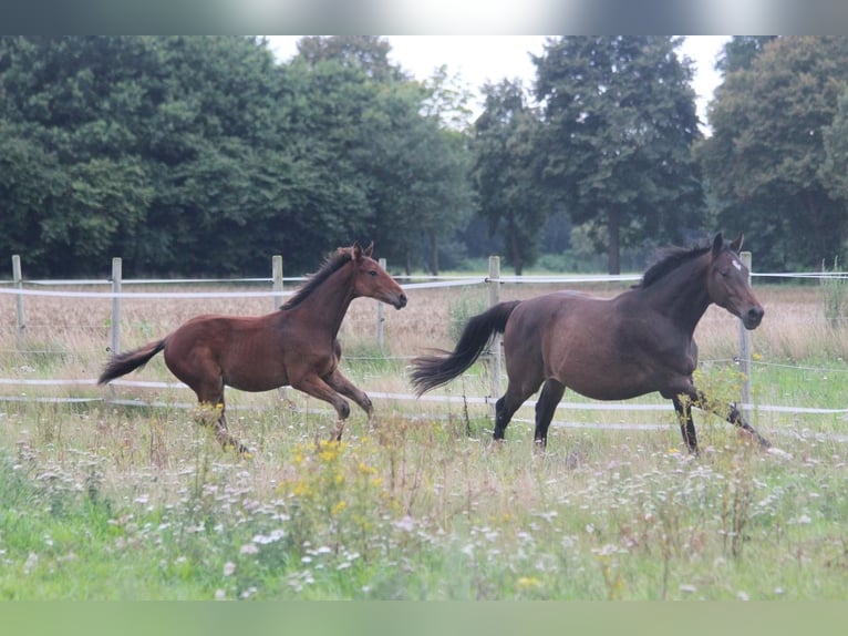 Hannoveraan Hengst Veulen (03/2025) Bruin in Walchum