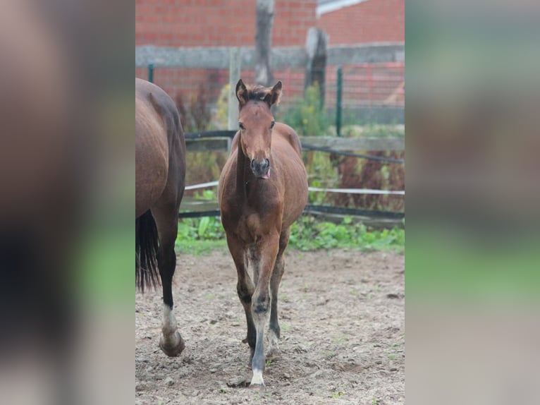 Hannoveraan Hengst Veulen (03/2025) Bruin in Walchum
