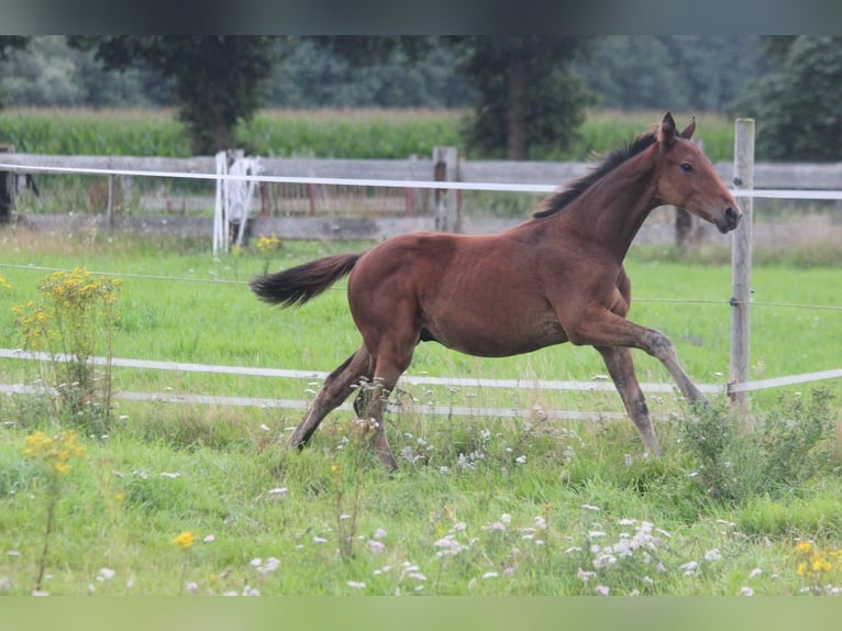 Hannoveraan Hengst Veulen (03/2025) Bruin in Walchum