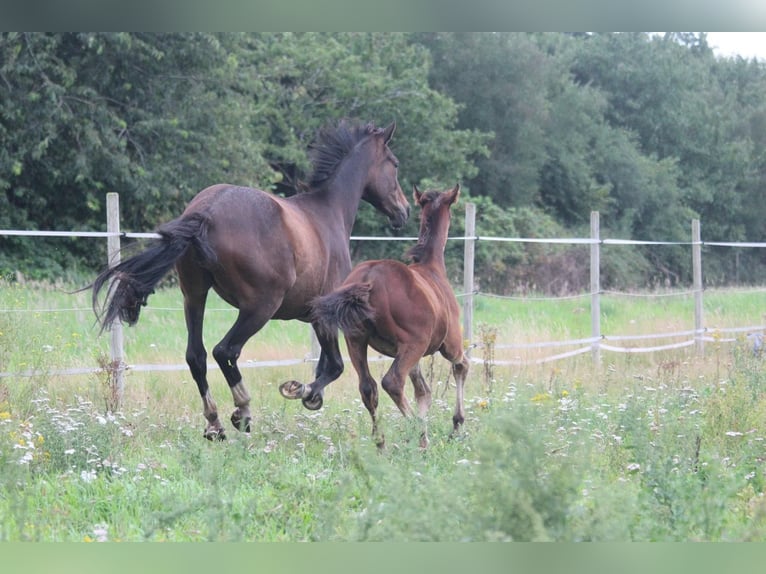 Hannoveraan Hengst Veulen (03/2025) Bruin in Walchum