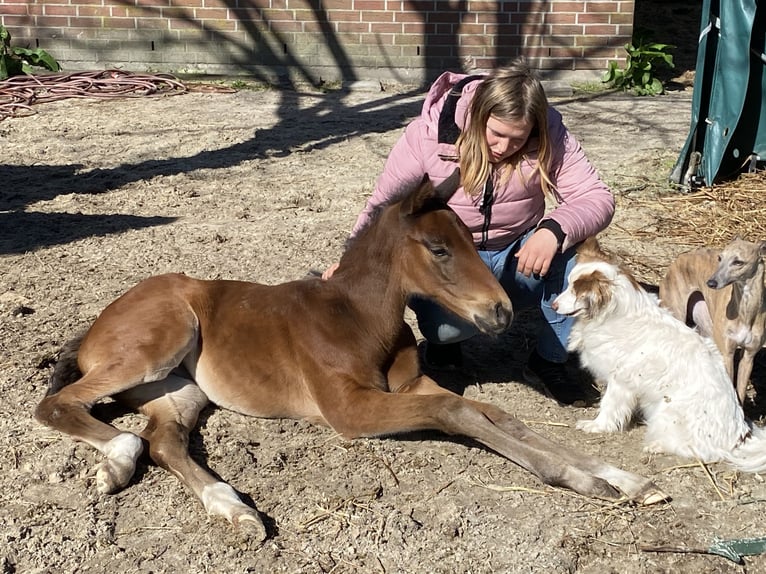 Hannoveraan Hengst Veulen (03/2025) Bruin in Walchum