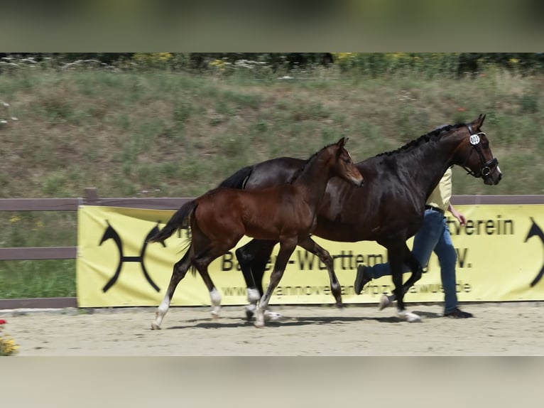 Hannoveraan Hengst Veulen (04/2025) Bruin in F&#xFC;rth