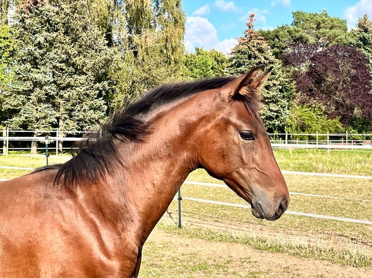 Hannoveraan Hengst veulen (04/2024) Bruin in Elze