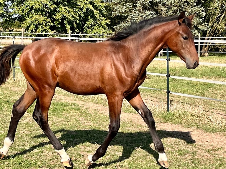 Hannoveraan Hengst veulen (04/2024) Bruin in Elze